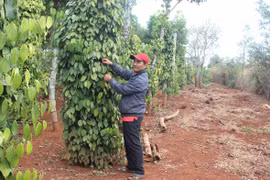 Gia Lai: Vướng tiêu chí thu nhập trong xây dựng nông thôn mới