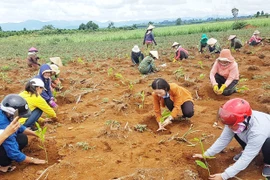 Phụ nữ Kbang ra quân trồng 3.300 cây keo