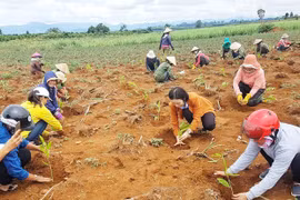 Phụ nữ Kbang ra quân trồng 3.300 cây keo