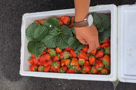 Nóng: Công an Đà Lạt thu giữ hàng trăm thùng dâu tây nhập từ Trung Quốc, 22 ngày vẫn tươi