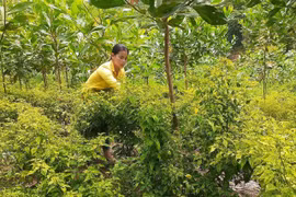 Ở nơi này, dân trồng cây "vàng xanh" tên nghe lạ, trái bé tí ti mà bán 300 ngàn/kg