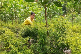 Ở nơi này, dân trồng cây "vàng xanh" tên nghe lạ, trái bé tí ti mà bán 300 ngàn/kg