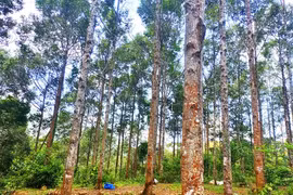Hơn 300 tỷ đồng để tái thiết rừng ở Bình Định