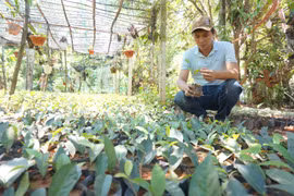 Chàng trai bỏ phố về quê "hồi sinh" chè An Bằng nức tiếng xứ Quảng