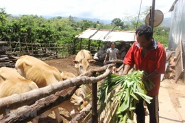 Phát triển kinh tế-xã hội vùng đồng bào dân tộc thiểu số và miền núi