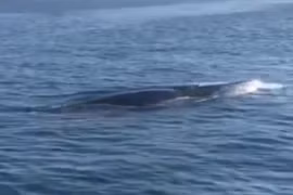 Cá voi "khủng" dài hơn 4 m bất ngờ xuất hiện ở Cù Lao Chàm