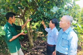 Cựu thanh niên xung phong tỉnh Gia Lai: Tỏa sáng giữa đời thường