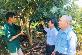 Cựu thanh niên xung phong tỉnh Gia Lai: Tỏa sáng giữa đời thường