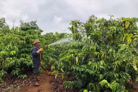 Gia Lai: Sâu bệnh hại hàng ngàn héc ta cây trồng