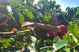 Hỗ trợ nông dân trồng cà phê theo tiêu chuẩn 4C