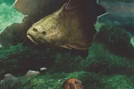 Hãi hùng "quái vật răng người" là… thủy tổ của chúng ta