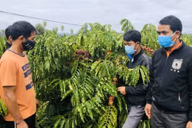 Gia Lai: Cả làng dân tộc Bahnar trồng cà phê sạch, bán lúc nào cũng được giá cao