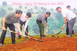 Pleiku trồng 1.200 cây thông hưởng ứng "Tết trồng cây"