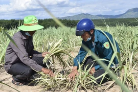 Thành phố Kon Tum: Nông dân lo lắng vì bệnh "mía lá trắng"