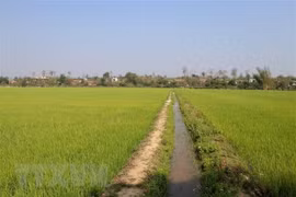 TP. Hồ Chí Minh: Khó khăn trong chuyển đổi đất nông nghiệp sang đất đô thị