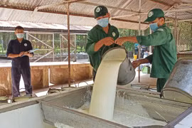 Mới có 97.000ha cao su đạt chứng chỉ bền vững, Việt Nam tăng tốc cấp nhãn hiệu "Cao su Việt Nam"