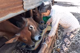 Chung tay giúp người khiếm thị thoát nghèo