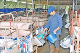 Tăng cường phòng-chống bệnh dịch tả heo châu Phi