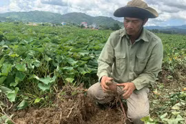 Đắk Lắk: Hàng nghìn hecta khoai lang đến kỳ thu hoạch vẫn nằm im ngoài đồng vì vắng người mua, nông dân ôm nợ