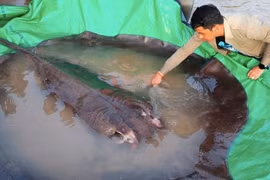 Bắt được cá đuối khổng lồ trên sông Mekong