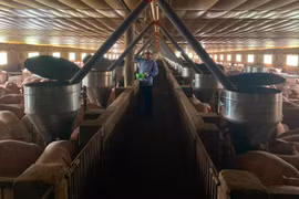 Giá cám heo cứ tăng vọt, nông dân chăn nuôi liểng xiểng, sao nuôi heo kiểu này ở Đắk Lắk vẫn "bình chân như vại"?