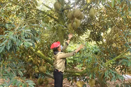 Thủ phủ sầu riêng ở Đắk Lắk mở lễ hội quảng bá sản phẩm