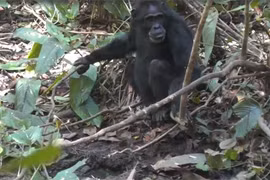 Sốc: Một loài không phải con người đào giếng nước ở Đông Phi