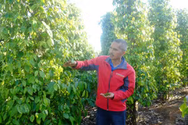 Giá tiêu vọt tăng tới 53%, sao xuất khẩu tiêu vẫn khó?