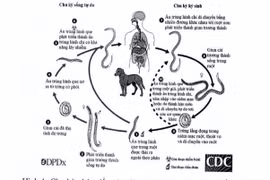 Bệnh tim, phổi, thận do giun lươn có thể bị nhiễm từ vật nuôi