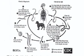 Bệnh tim, phổi, thận do giun lươn có thể bị nhiễm từ vật nuôi