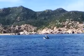 Cá voi đang săn mồi xuất hiện ở Cam Ranh