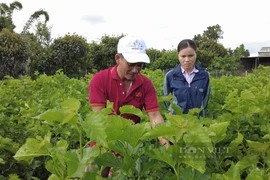 Đang cấy lúa, nông dân nơi này của Lâm Đồng chuyển sang trồng cây gì mà thu nhập tăng gấp gần 6 lần?