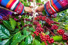 Giá cà phê hôm nay 28/6: Robusta tăng, trong nước có thể đạt 45 triệu đồng/tấn