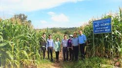 Trồng ngô chẳng cần bẻ bắp, vì sao dân ở vùng này của Đắk Lắk ngày càng có nhiều người ham?