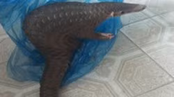 Kon Tum: Phát dọn rẫy, người dân phát hiện cá thể tê tê quý hiếm