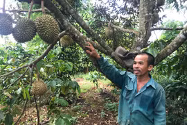 Nông dân Chư Sê mở rộng phương thức sản xuất hữu cơ