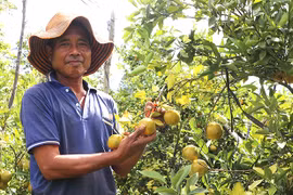 Tái cơ cấu để nâng cao hiệu quả sản xuất nông nghiệp