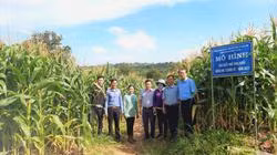 Trồng ngô chẳng cần bẻ bắp, vì sao dân ở vùng này của Đắk Lắk ngày càng có nhiều người ham?