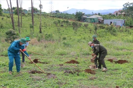 Sau cưỡng chế, Đắk Nông khẩn trương trồng lại rừng