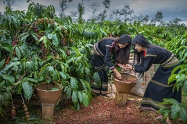 Du lịch nông nghiệp Đắk Lắk: "Mảnh đất" màu mỡ bị bỏ lửng