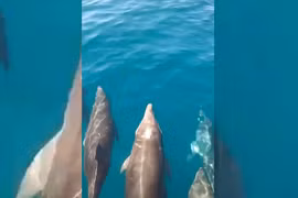 Đàn cá heo bơi theo tàu cá trên vịnh Vân Phong