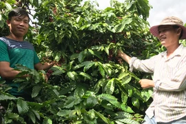 Chư Sê hỗ trợ hơn 275 triệu đồng cho người dân trồng tái canh cà phê