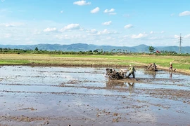 Vụ mùa 2022: Thâm canh lúa chất lượng cao để tăng năng suất