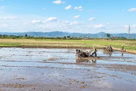 Vụ mùa 2022: Thâm canh lúa chất lượng cao để tăng năng suất