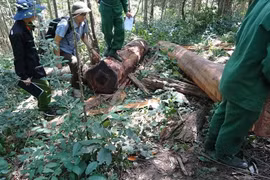 Nguyên nhân hàng loạt cán bộ kiểm lâm ở Đắk Lắk xin nghỉ việc