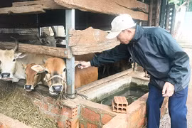 Gia Lai: Hơn 11 tỷ đồng mua vắc xin phòng bệnh cho gia súc