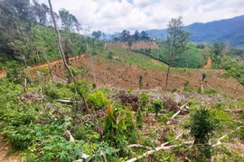 Chư Păh: Khởi tố 2 đối tượng phá hơn 2,2 ha rừng phòng hộ