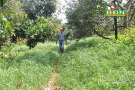 Trồng sầu riêng kiểu lạ đời ở Đắk Nông, vườn cỏ dại mọc rậm um tùm mà khách khứa vẫn thích vô xem