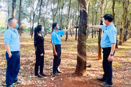 Kỳ vọng vào chu kỳ tăng giá mủ cao su