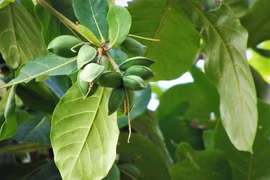 Lá bàng chữa sâu răng và nhiều công dụng độc đáo ít người biết